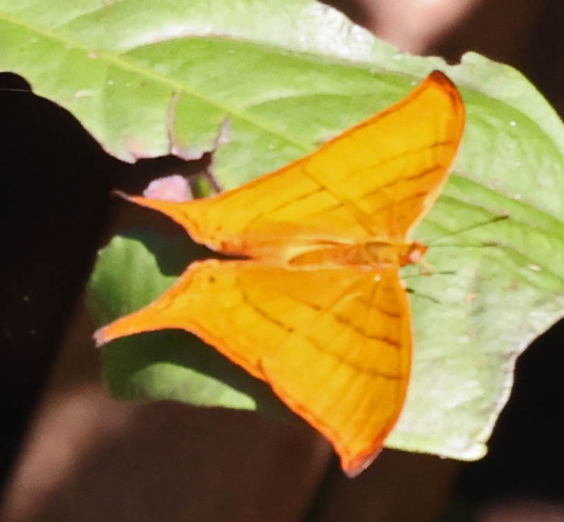 Tutelina Daggerwing (Marpesia tutelina)