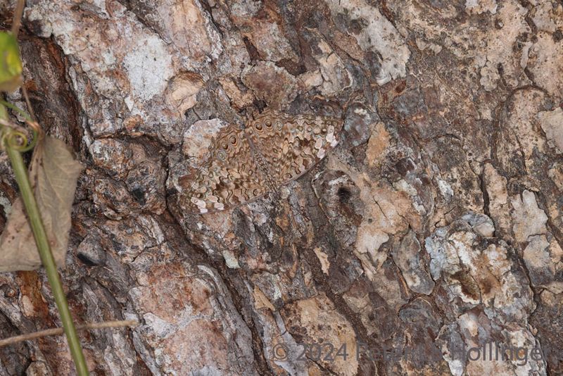 Gray Cracker (Hamadryas februa)