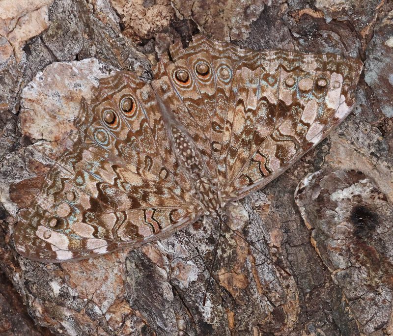 Gray Cracker (Hamadryas februa)