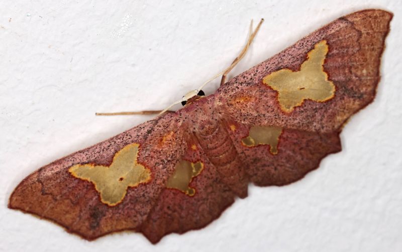 Pseudasellodes laternaria