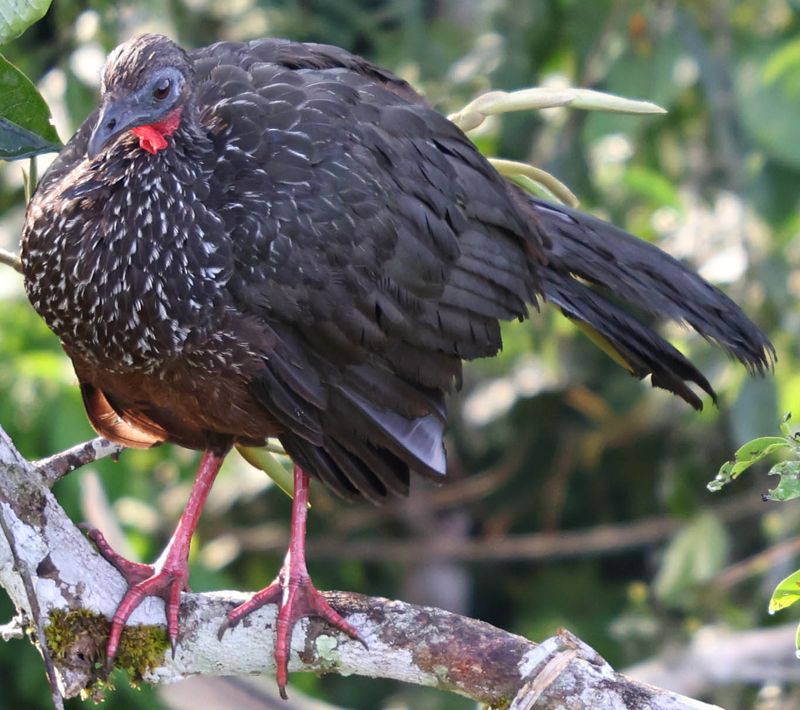 Spix's Guan (Penelope jacquacu)