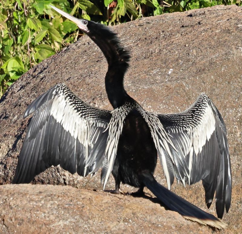 Anhinga