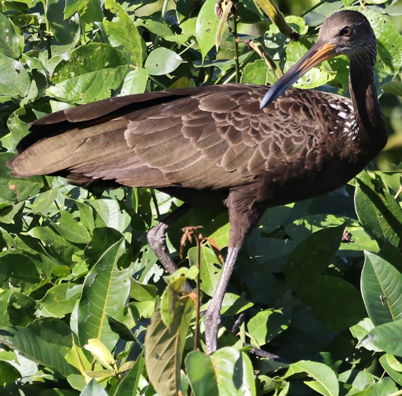 Limpkin