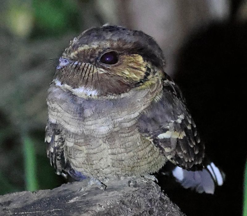 Common Pauraque (Nyctidromus albicollis)