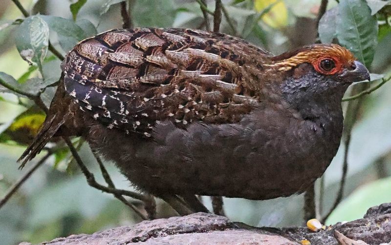 Spot-winged Wood-Quail (Odontophorus capueira)