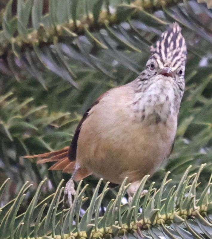 Araucaria Tit-Spinetail (Leptasthenura setaria)