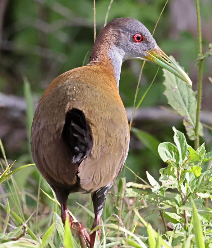 Slaty-breasted Wood-Rail (Aramides saracura)