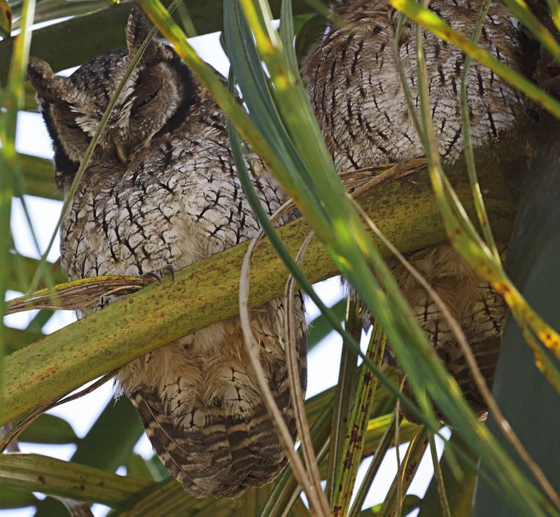 Tropical Screech-Owl (Megascops choliba)