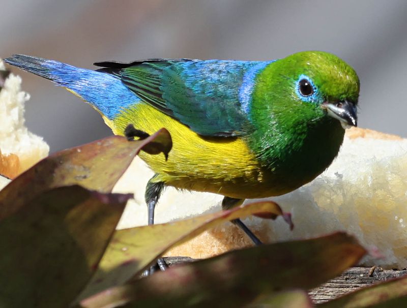 Blue-naped Chlorophonia (Chlorophonia cyanea)