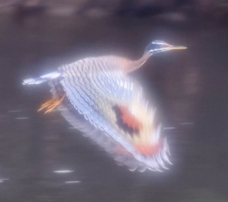 Sunbittern (Eurypyga helias)