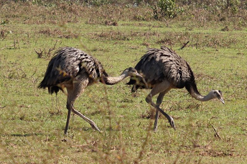 Greater Rhea (Rhea americana)