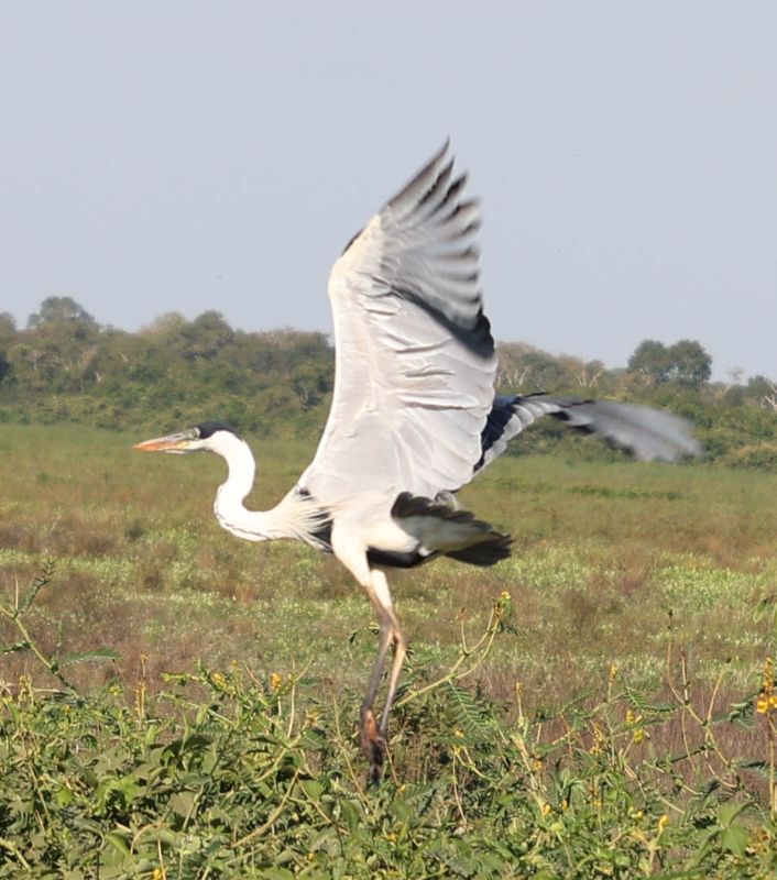 Cocoi Heron (Ardea cocoi)