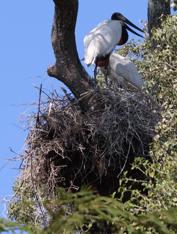 Jabiru (Jabiru mycteria)