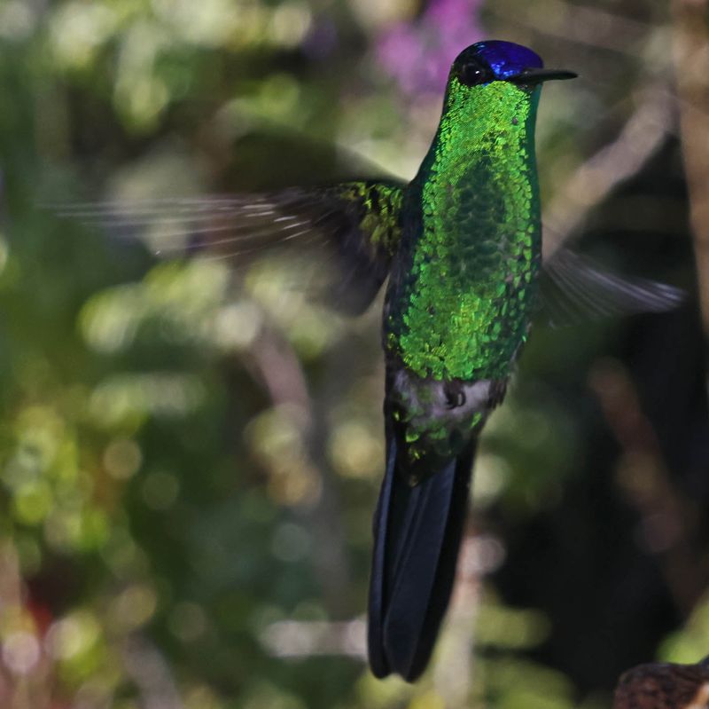 Violet-capped Woodnymph (Thalurania glaucopis)
