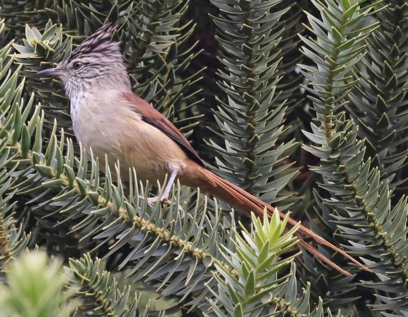 Araucaria Tit-Spinetail (Leptasthenura setaria)