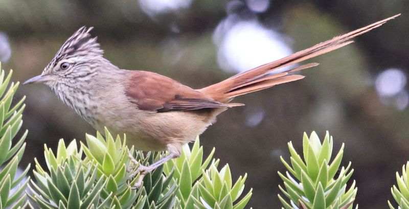 Araucaria Tit-Spinetail (Leptasthenura setaria)