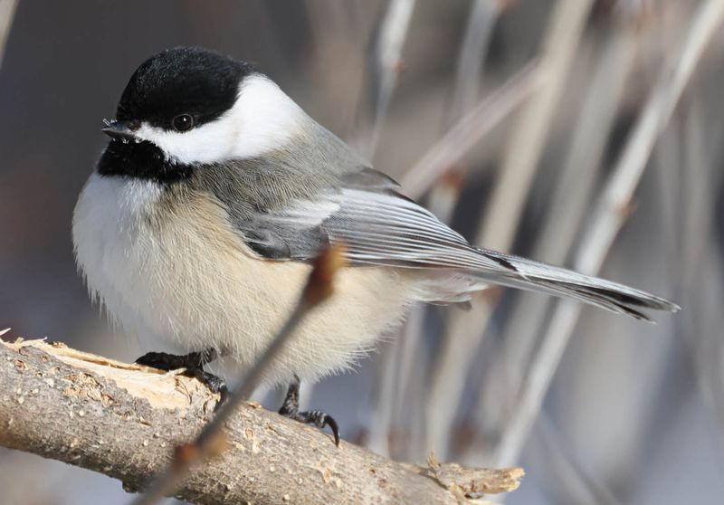 Chickadee