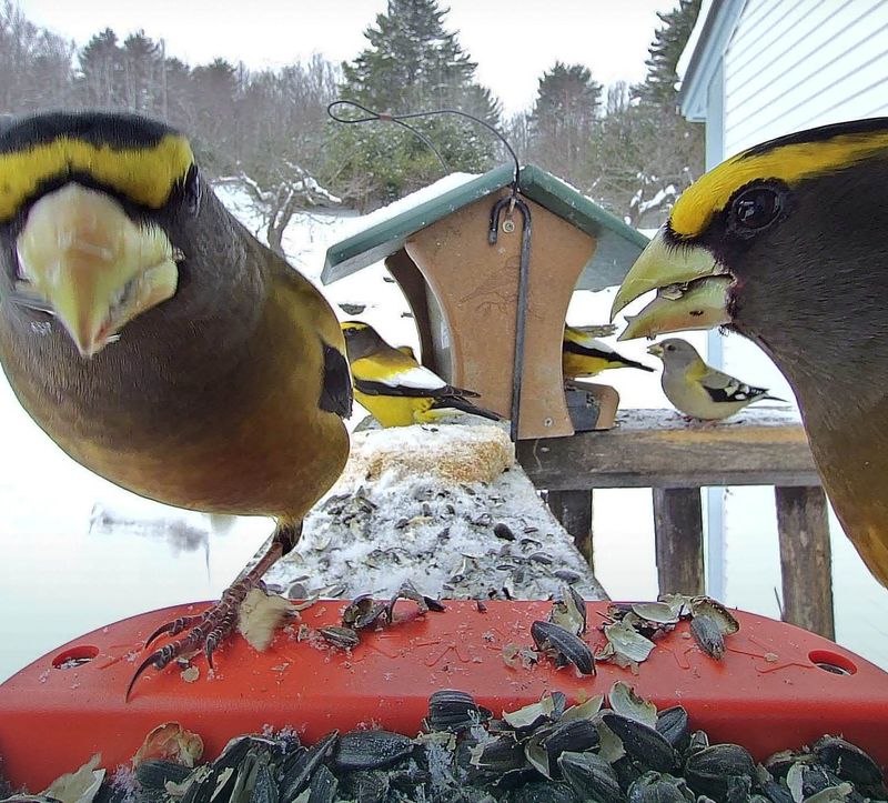 Evening Grosbeaks