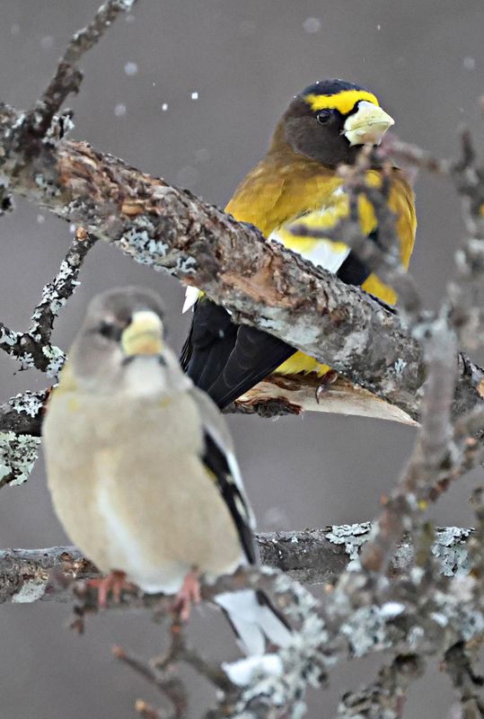Evening Grosbeaks