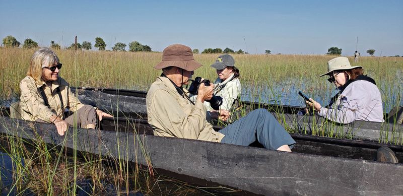 Stalking the reed frog
