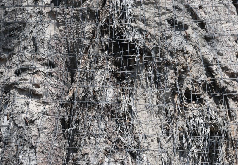 Anti-elephant wire on a large tree