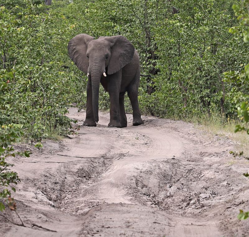  African Savanna Elephant