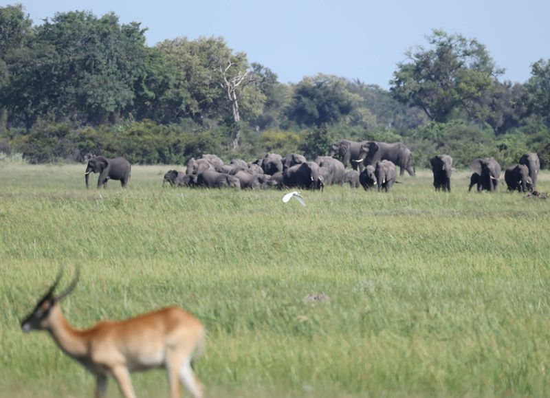 African Savanna Elephant