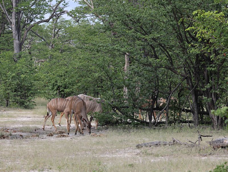  Southern Greater Kudu
