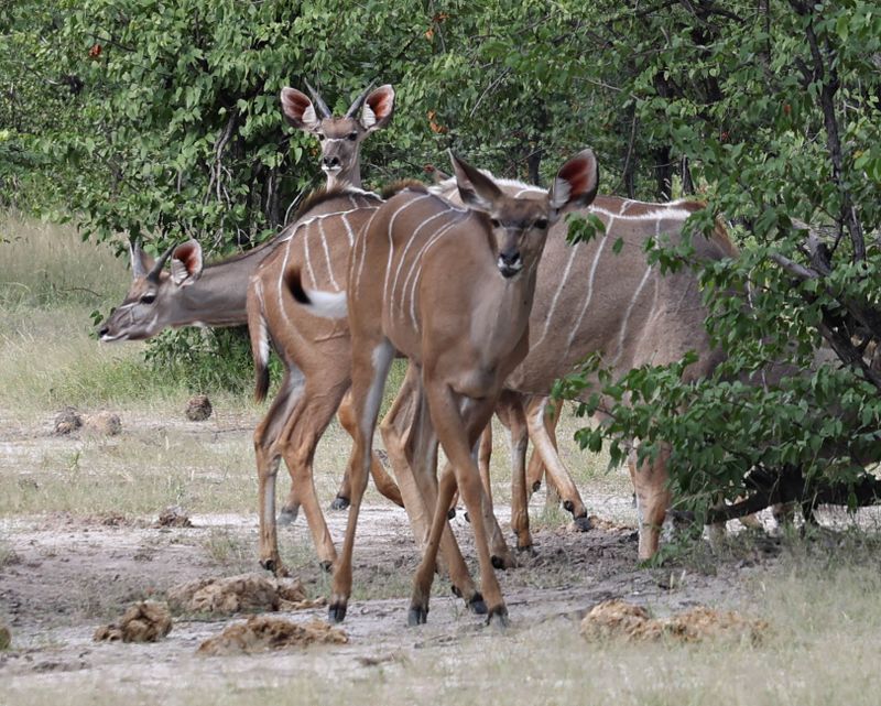Southern Greater Kudu
