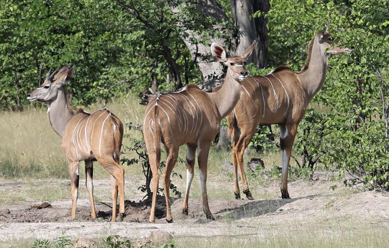 Southern Greater Kudu
