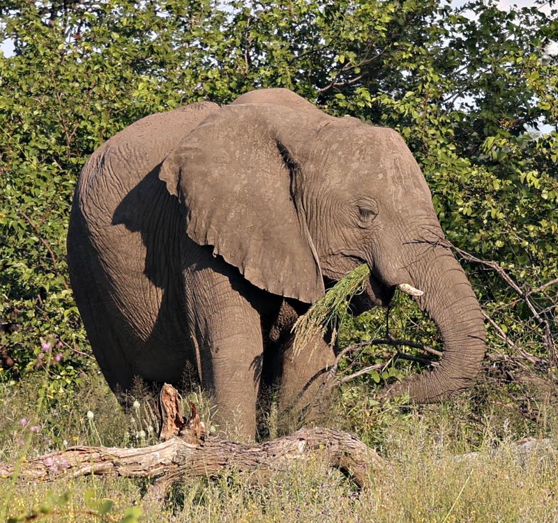  African Savanna Elephant