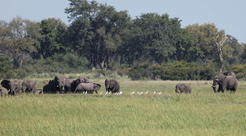  African Savanna Elephant