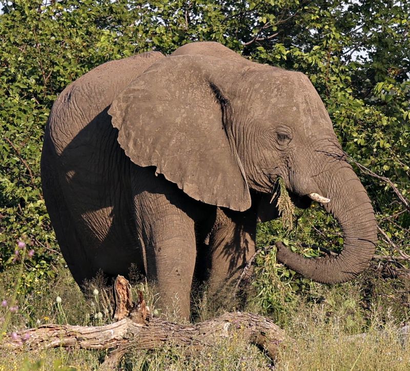  African Savanna Elephant