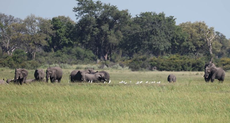  African Savanna Elephant