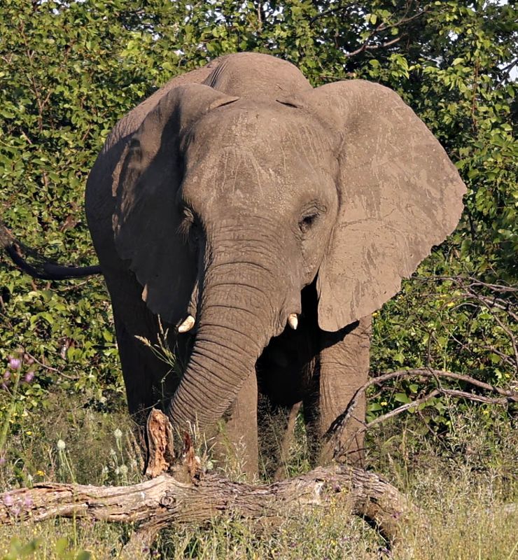 African Savanna Elephant