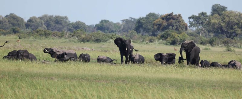  African Savanna Elephant