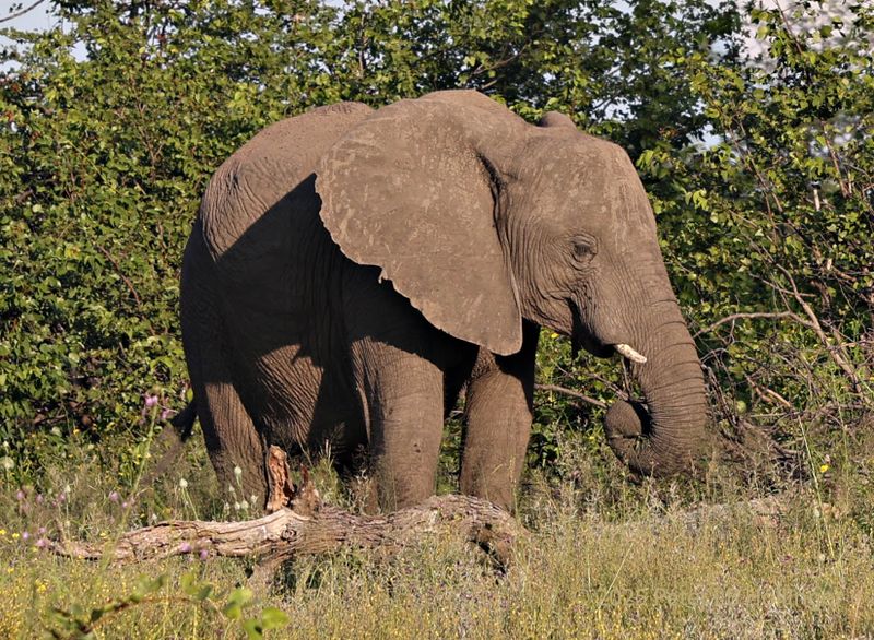  African Savanna Elephant