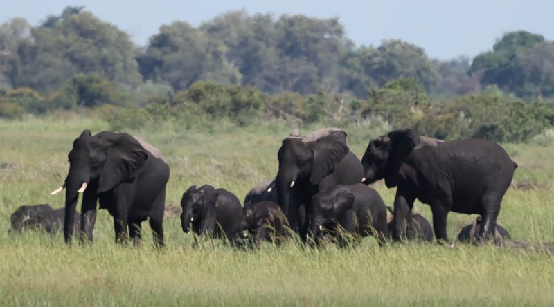  African Savanna Elephant