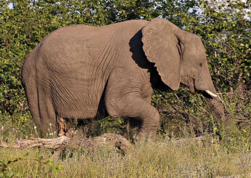  African Savanna Elephant