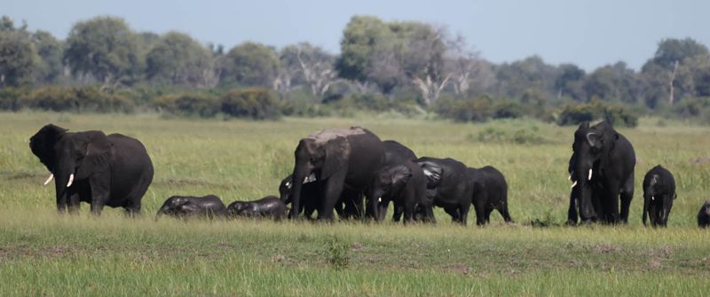  African Savanna Elephant
