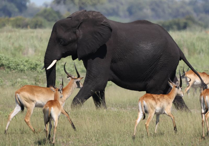  African Savanna Elephant with Lechwe