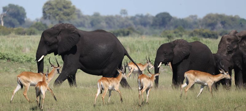  Elephants and Lechwes