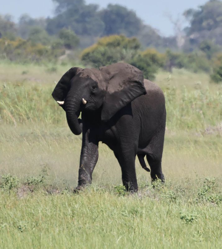  African Savanna Elephant