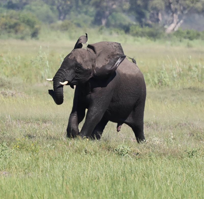  African Savanna Elephant
