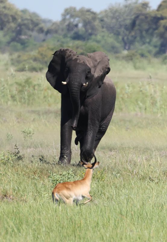  African Savanna Elephant