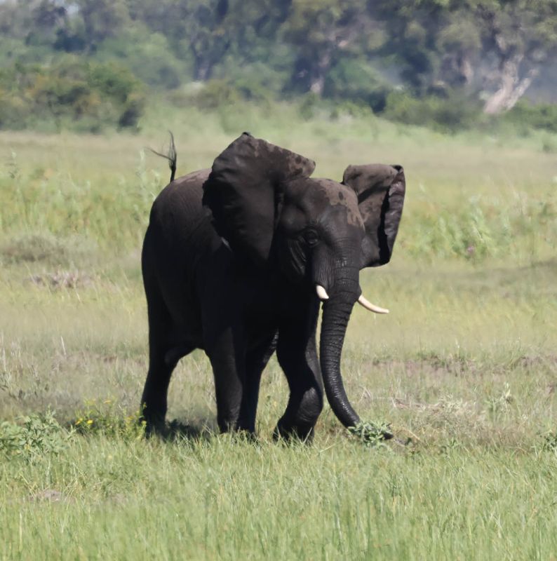  African Savanna Elephant