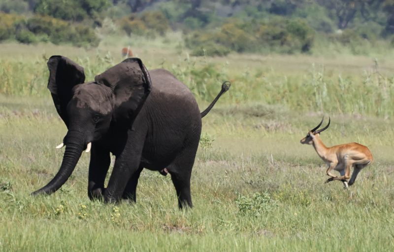  African Savanna Elephant