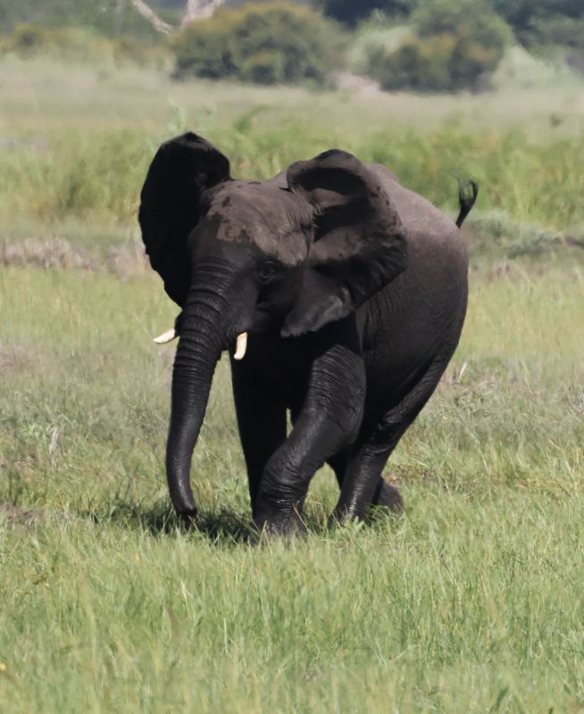  African Savanna Elephant
