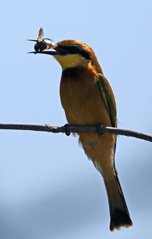  Bee-Eater