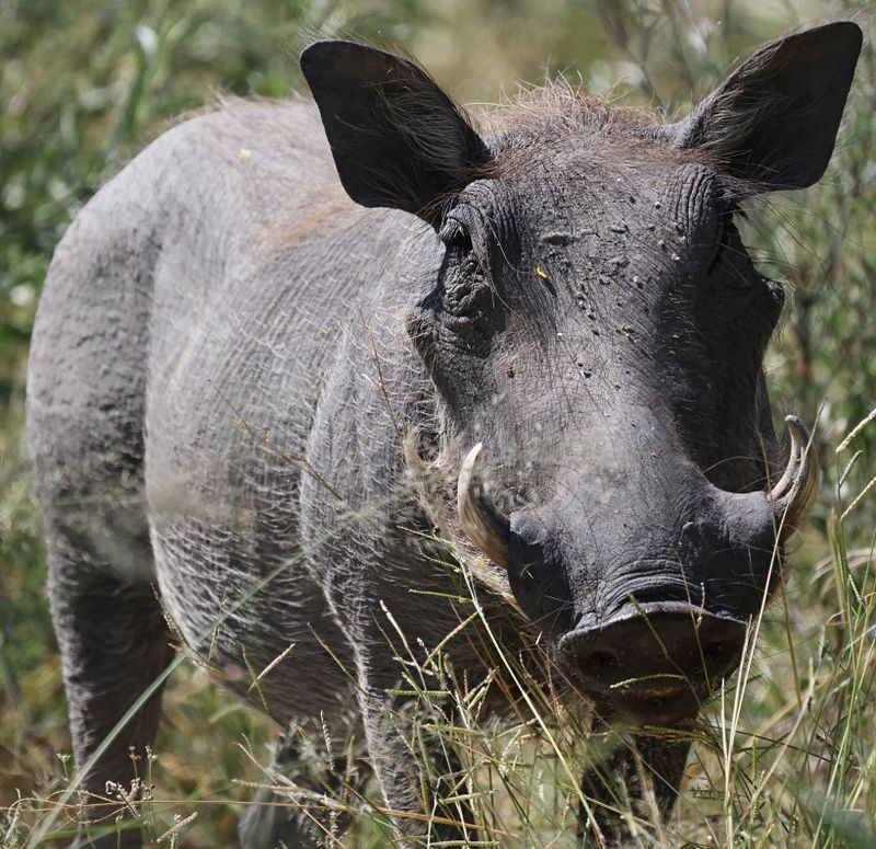  Warthog
